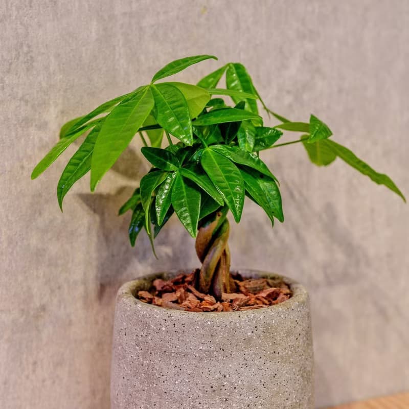 馬拉巴栗 桌上型水泥盆栽 觀葉植物 禮物 盆栽 交換禮物 植物