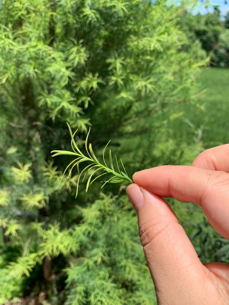 陳家庄澳洲茶樹精油純露買五送一優惠中