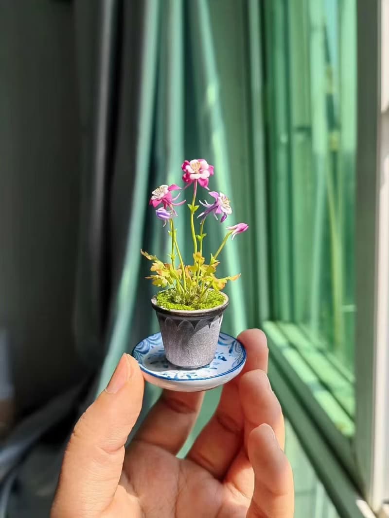 貓爪花微縮黏土耬斗菜迷你盆栽