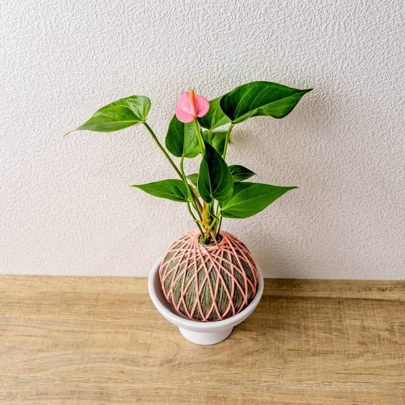 苔球植物 粉紅火鶴墨綠苔球加磨砂高腳缽 加小熊公仔 情人節禮物