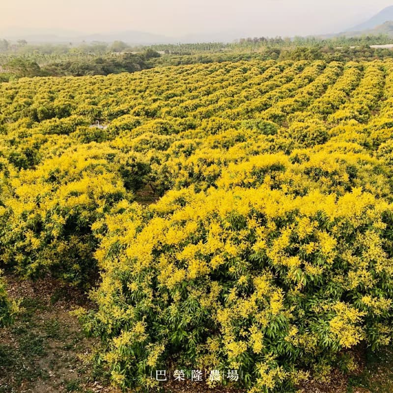 巴榮隆農場玉荷包荔枝蜜禮盒 450g
