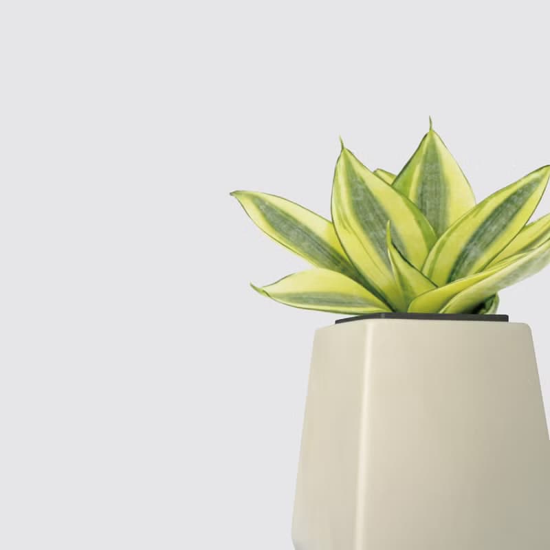 │ 方盆系列 │ 黃金虎尾蘭 - 空氣淨化 室內植物 水耕盆栽