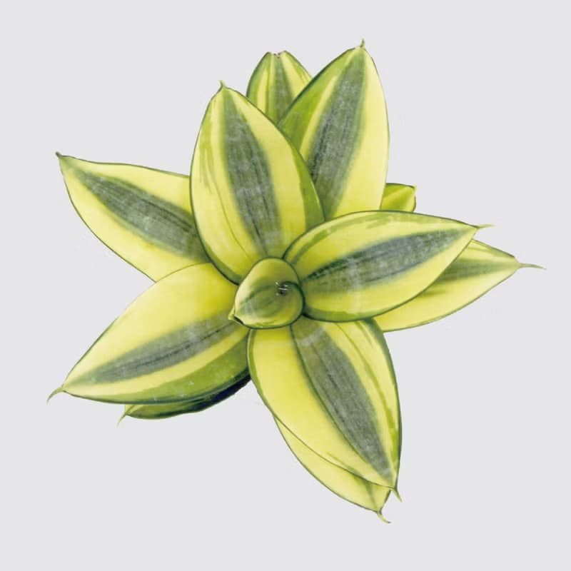 │ 方盆系列 │ 黃金虎尾蘭 - 空氣淨化 室內植物 水耕盆栽