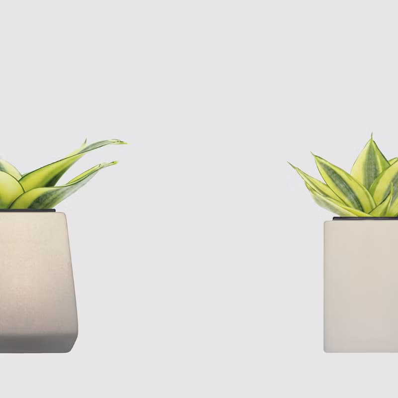 │ 方盆系列 │ 黃金虎尾蘭 - 空氣淨化 室內植物 水耕盆栽