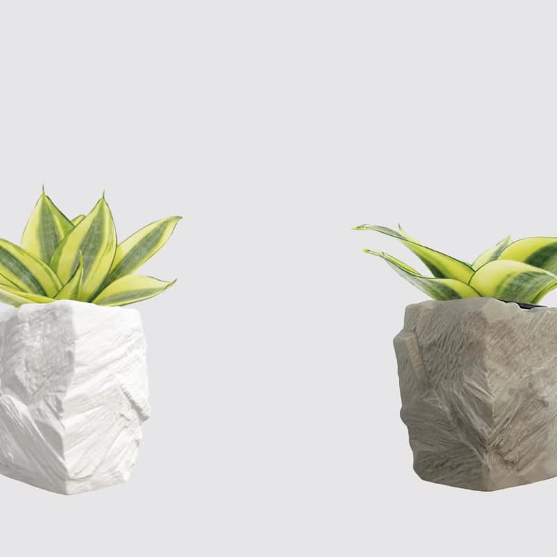 │ 方盆系列 │ 黃金虎尾蘭 - 空氣淨化 室內植物 水耕盆栽