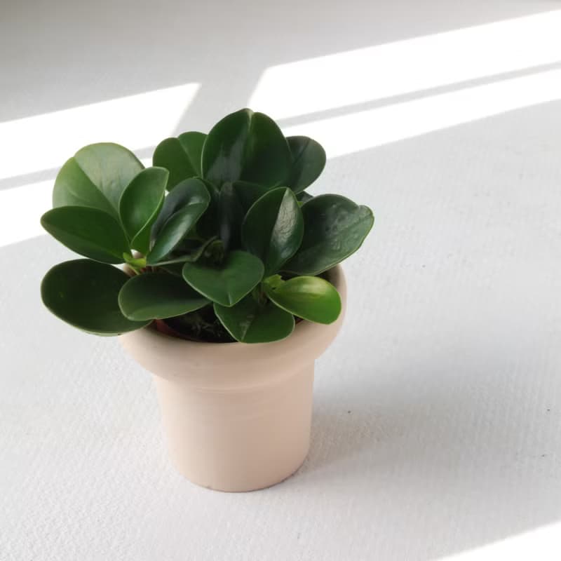 植栽 盆栽 l 圓葉椒草 冰淇淋杯盆器 圓葉招財 室內植物  散光