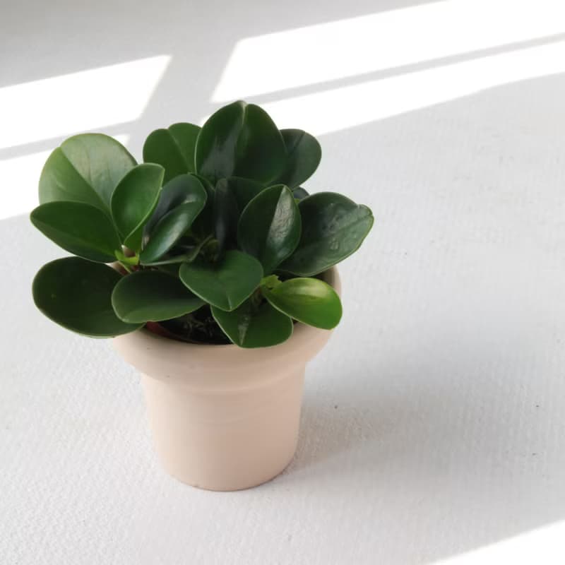 植栽 盆栽 l 圓葉椒草 冰淇淋杯盆器 圓葉招財 室內植物  散光