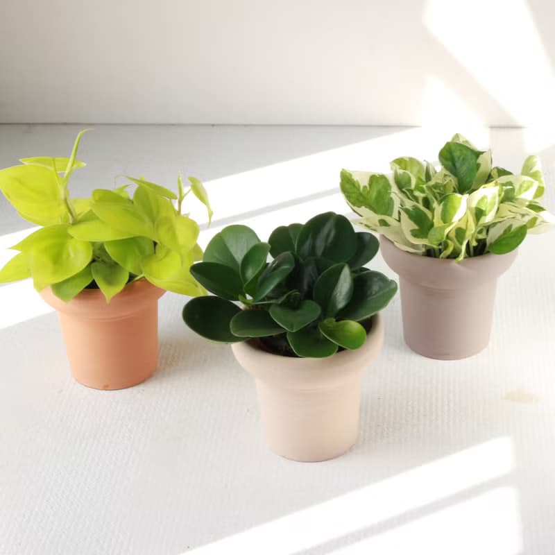 植栽 盆栽 l 圓葉椒草 冰淇淋杯盆器 圓葉招財 室內植物  散光
