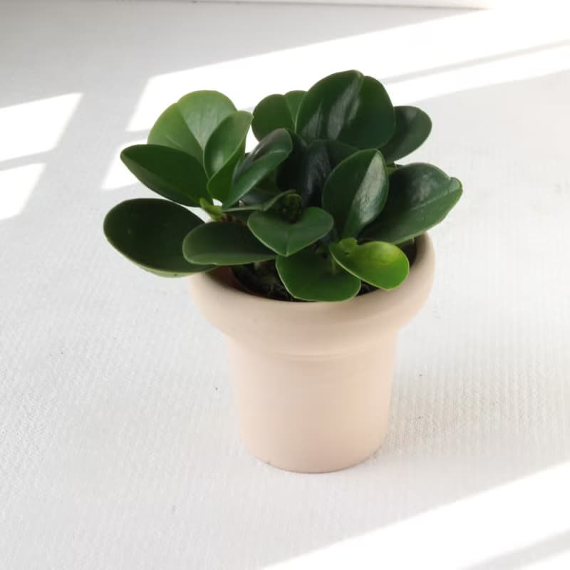 植栽 盆栽 l 圓葉椒草 冰淇淋杯盆器 圓葉招財 室內植物  散光