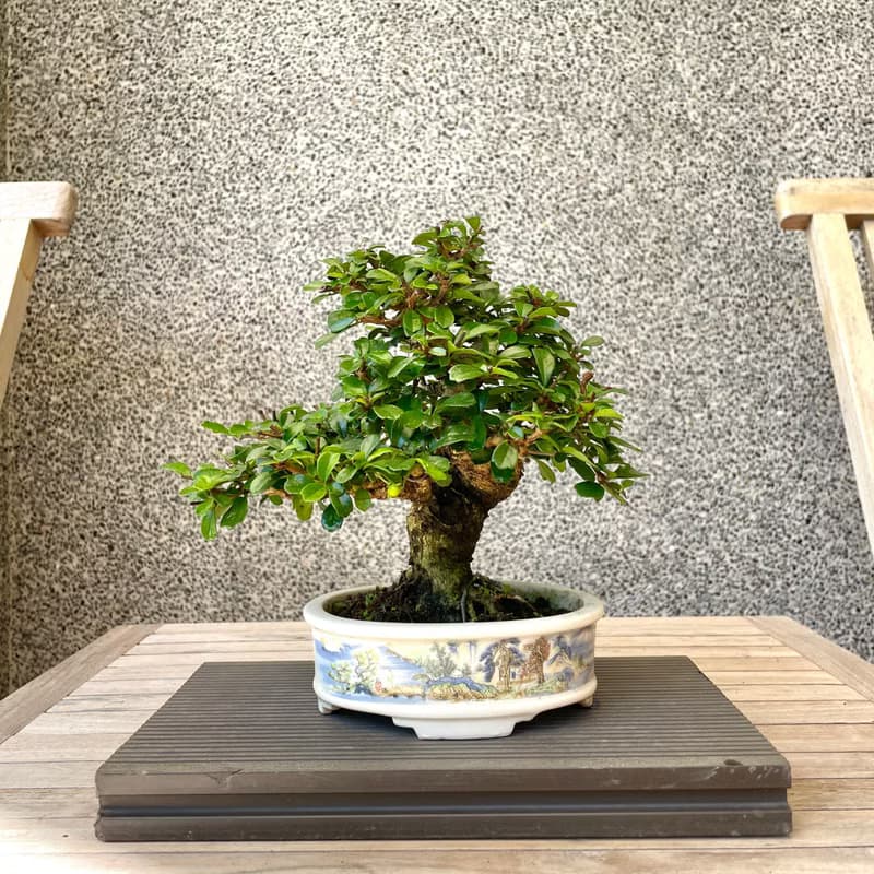 小品盆栽-福建茶 盆景 送禮