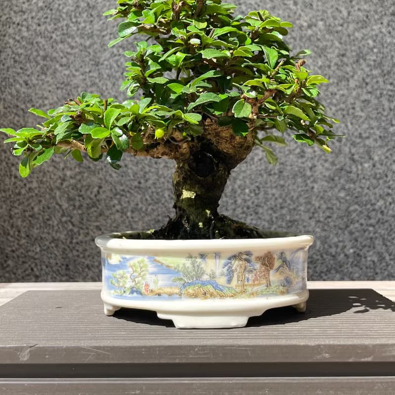 小品盆栽-福建茶 盆景 送禮
