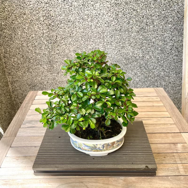 小品盆栽-福建茶 盆景 送禮