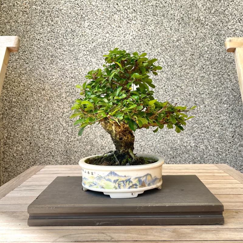 小品盆栽-福建茶 盆景 送禮