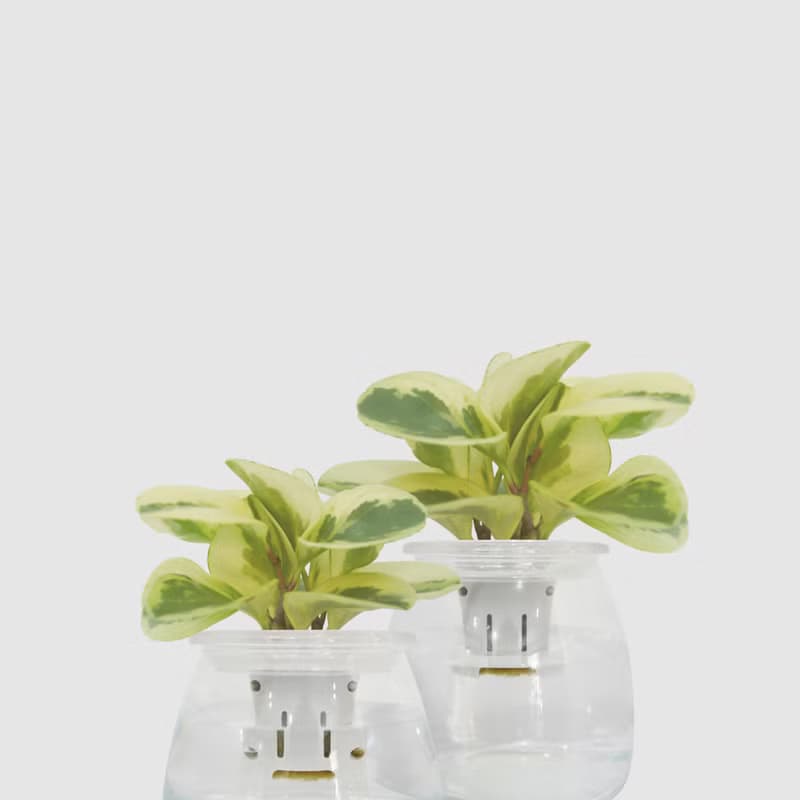 │ 玻璃系列 │ 乳斑椒草 - 空氣淨化 招財 水耕植物 懶人盆栽