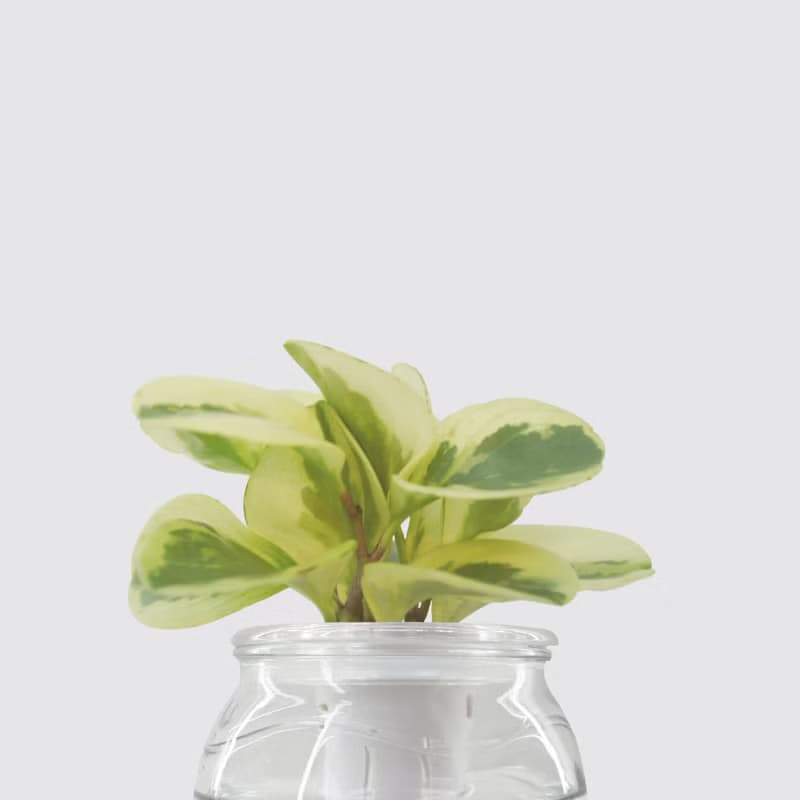 │ 玻璃系列 │ 乳斑椒草 - 空氣淨化 招財 水耕植物 懶人盆栽