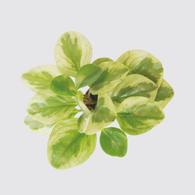 │ 玻璃系列 │ 乳斑椒草 - 空氣淨化 招財 水耕植物 懶人盆栽