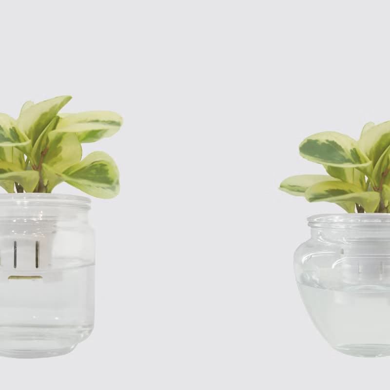 │ 玻璃系列 │ 乳斑椒草 - 空氣淨化 招財 水耕植物 懶人盆栽