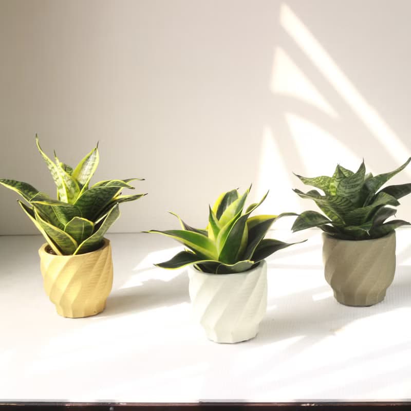 植栽 盆栽 l 多款虎尾蘭 六款顏色水泥盆 室內植物 手工 強散光