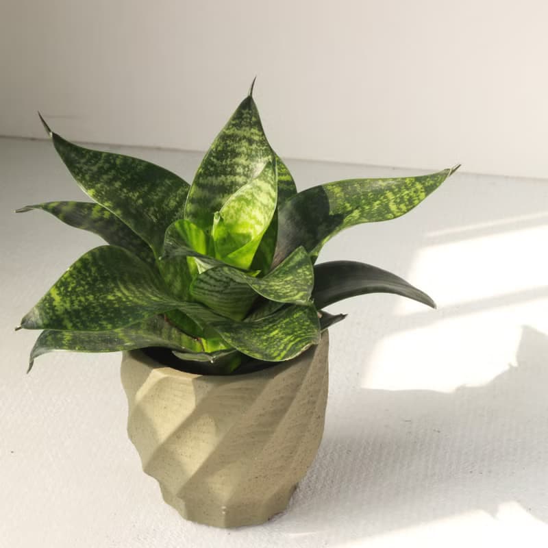 植栽 盆栽 l 多款虎尾蘭 六款顏色水泥盆 室內植物 手工 強散光