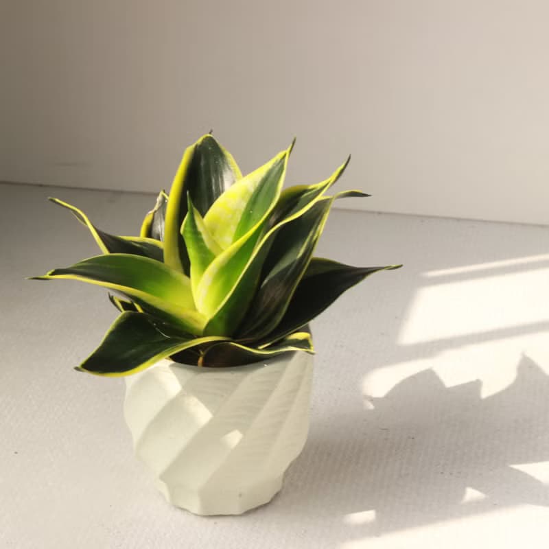 植栽 盆栽 l 多款虎尾蘭 六款顏色水泥盆 室內植物 手工 強散光