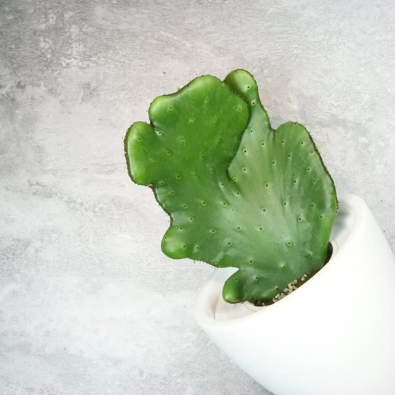 │ 犀力系列 │ 珊瑚大戟 - 多肉植物 水耕盆栽 自動補水
