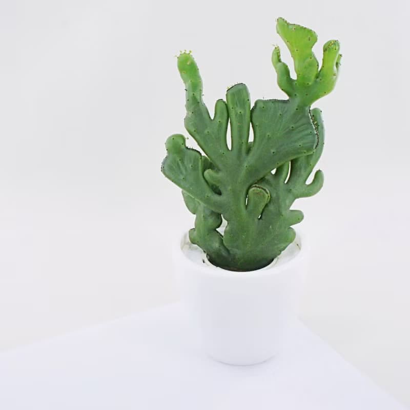 │ 犀力系列 │ 珊瑚大戟 - 多肉植物 水耕盆栽 自動補水