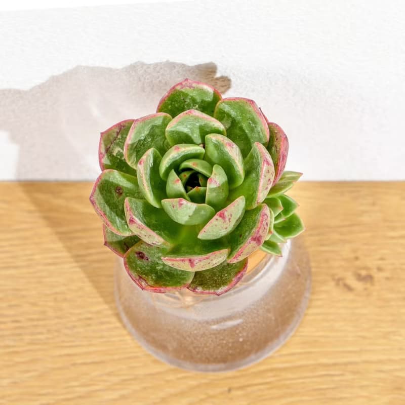 花火 三角水耕盆栽 室內植物 觀葉植物 多肉植物水培 辦公室小物