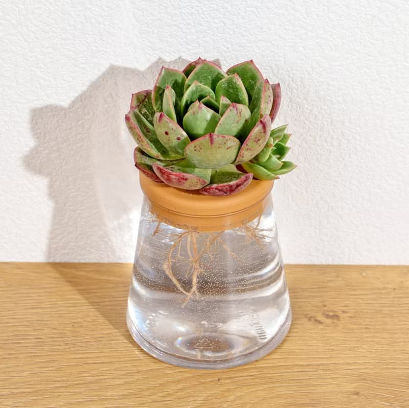 花火 三角水耕盆栽 室內植物 觀葉植物 多肉植物水培 辦公室小物