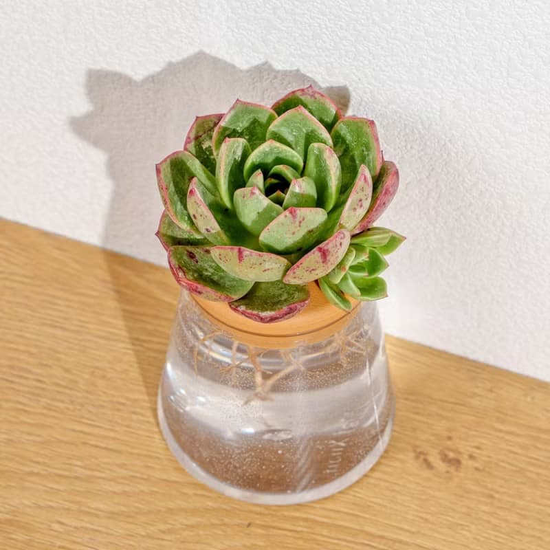花火 三角水耕盆栽 室內植物 觀葉植物 多肉植物水培 辦公室小物