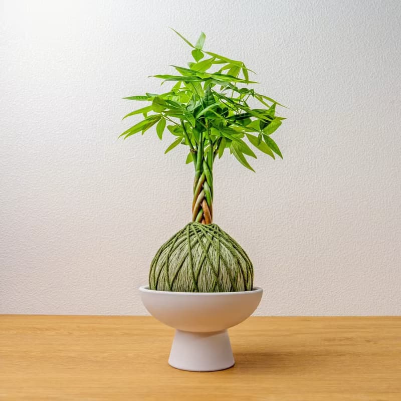 苔球植物 馬拉巴栗墨綠苔球加磨砂高腳缽 苔球 苔玉 禮物 送禮