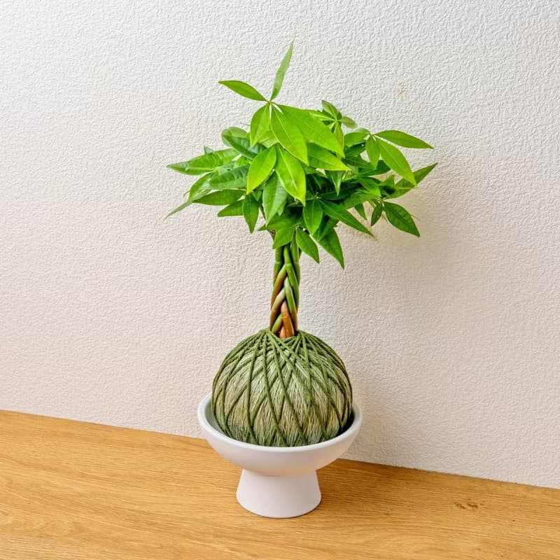 苔球植物 馬拉巴栗墨綠苔球加磨砂高腳缽 苔球 苔玉 禮物 送禮