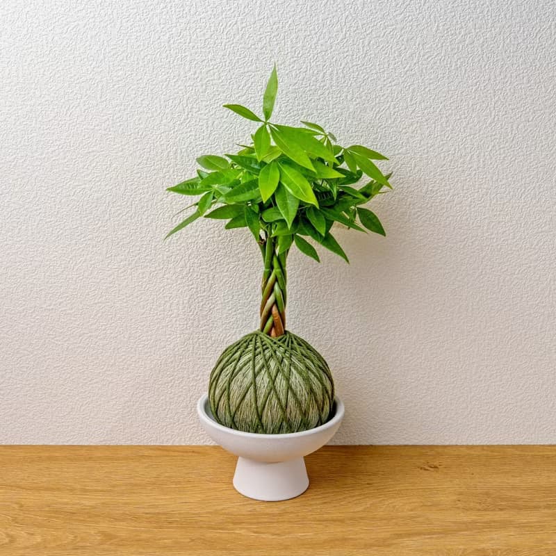 苔球植物 馬拉巴栗墨綠苔球加磨砂高腳缽 苔球 苔玉 禮物 送禮