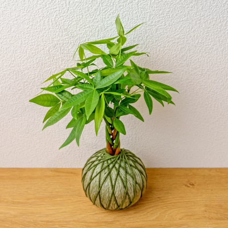 苔球植物 馬拉巴栗墨綠苔球加磨砂高腳缽 苔球 苔玉 禮物 送禮