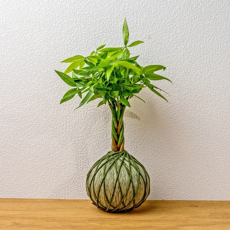 苔球植物 馬拉巴栗墨綠苔球加磨砂高腳缽 苔球 苔玉 禮物 送禮