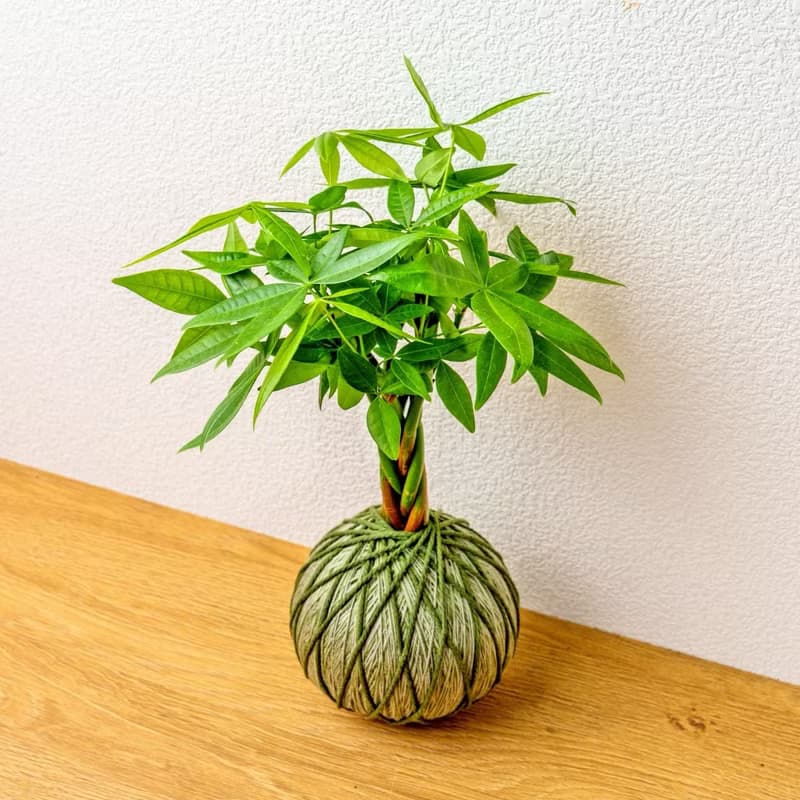 苔球植物 馬拉巴栗墨綠苔球加磨砂高腳缽 苔球 苔玉 禮物 送禮