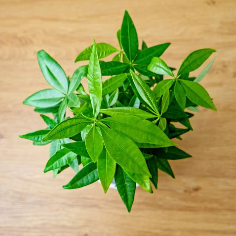 苔球植物 馬拉巴栗墨綠苔球加磨砂高腳缽 苔球 苔玉 禮物 送禮