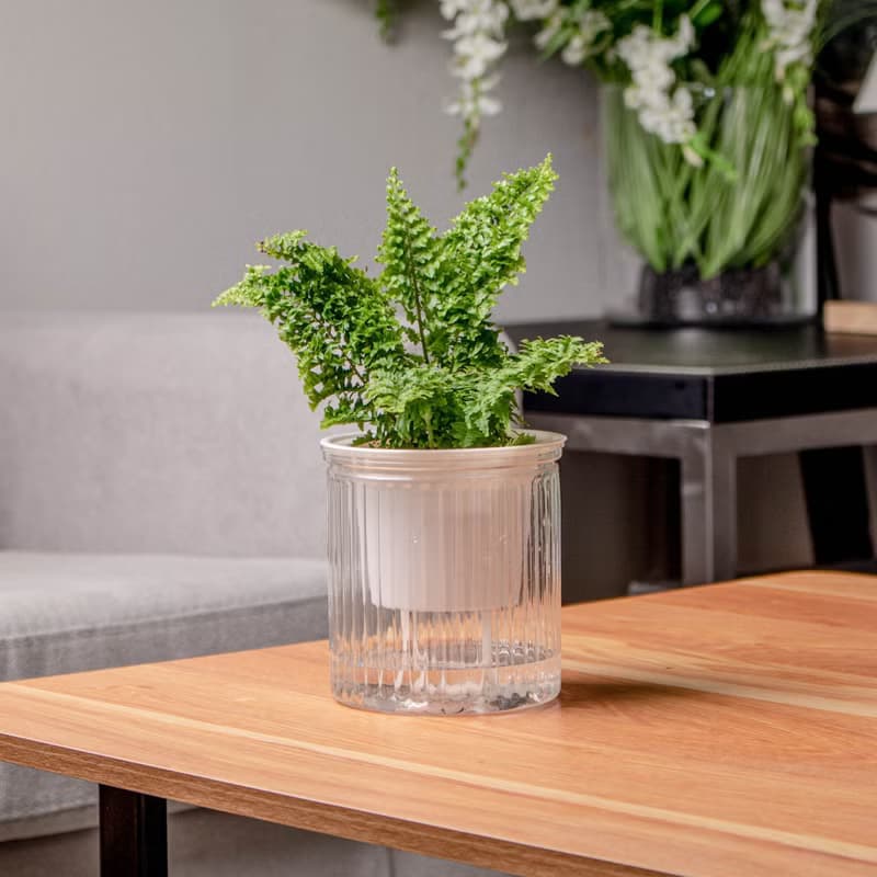 密葉波斯頓蕨 免澆水盆栽 室內植物 觀葉植物 禮物 辦公室小盆栽