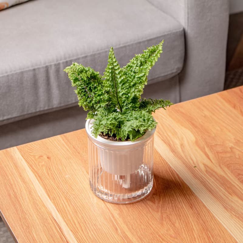 密葉波斯頓蕨 免澆水盆栽 室內植物 觀葉植物 禮物 辦公室小盆栽