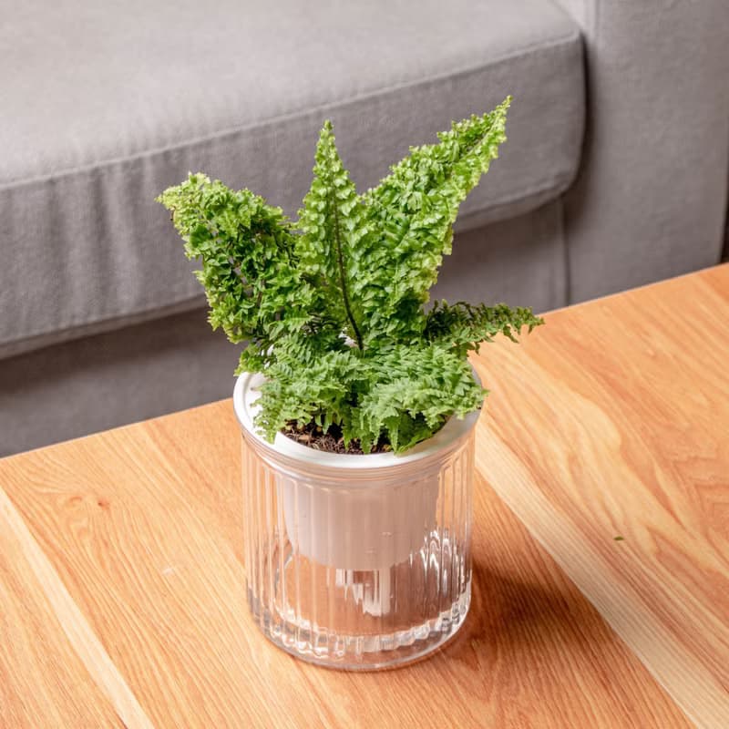 密葉波斯頓蕨 免澆水盆栽 室內植物 觀葉植物 禮物 辦公室小盆栽