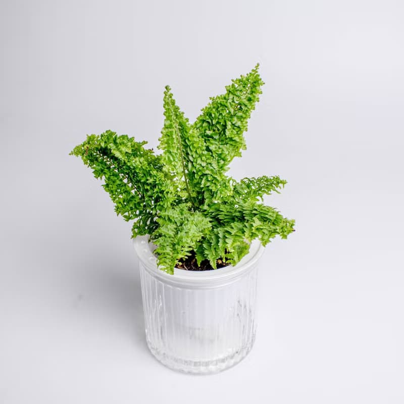 密葉波斯頓蕨 免澆水盆栽 室內植物 觀葉植物 禮物 辦公室小盆栽