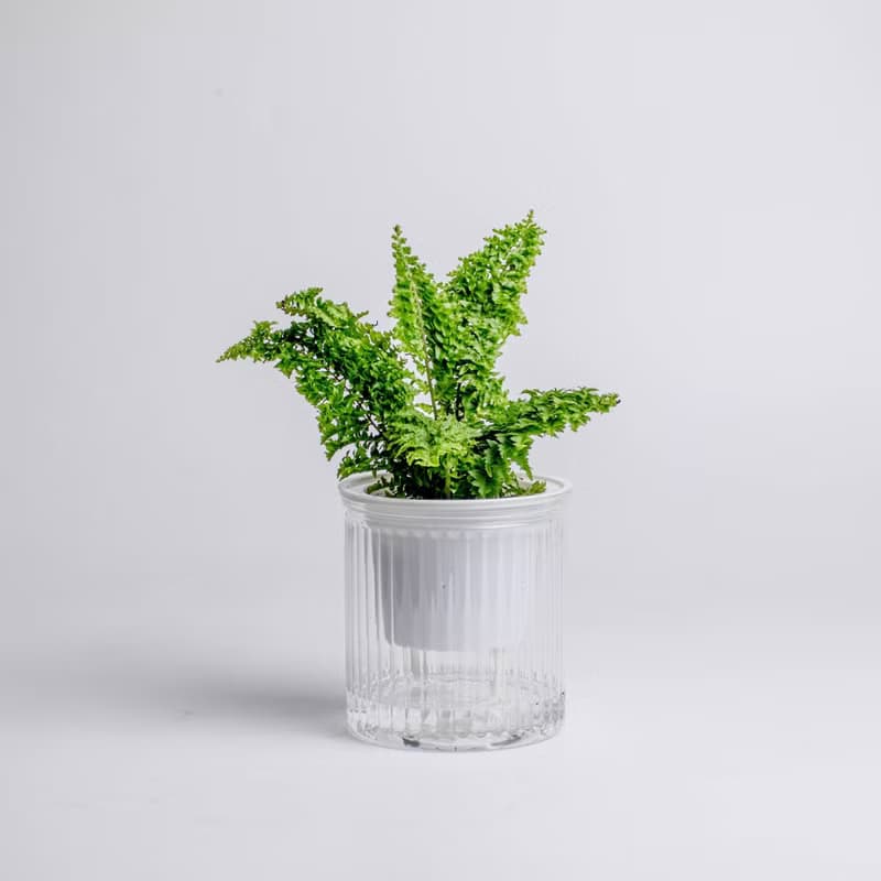 密葉波斯頓蕨 免澆水盆栽 室內植物 觀葉植物 禮物 辦公室小盆栽