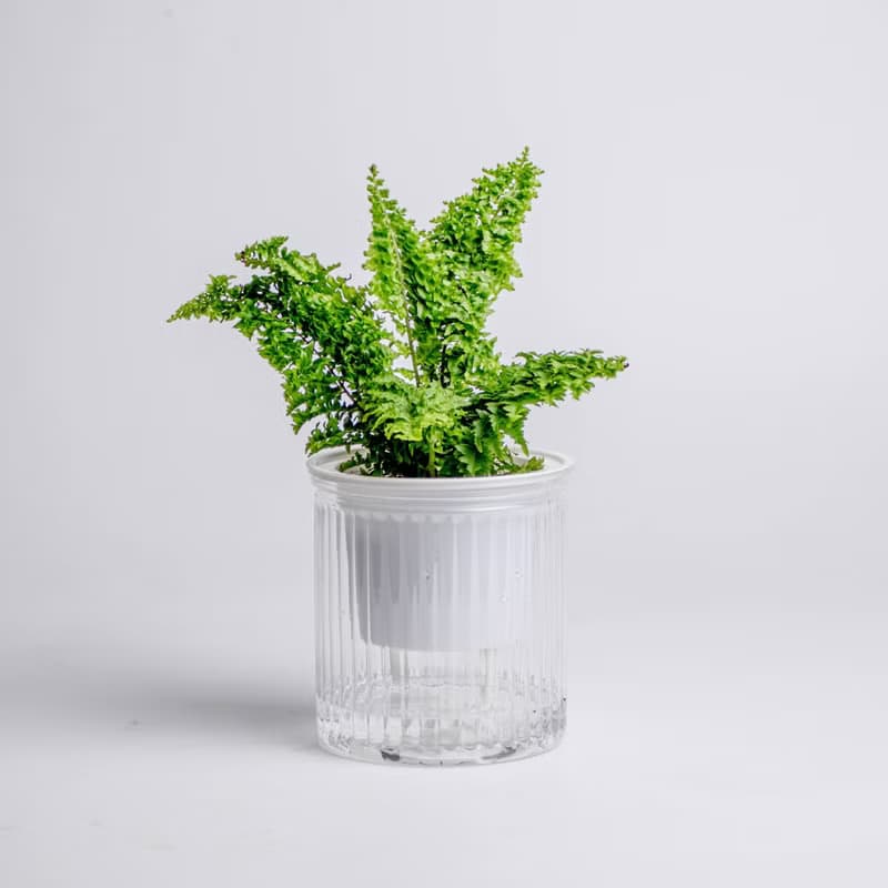 密葉波斯頓蕨 免澆水盆栽 室內植物 觀葉植物 禮物 辦公室小盆栽