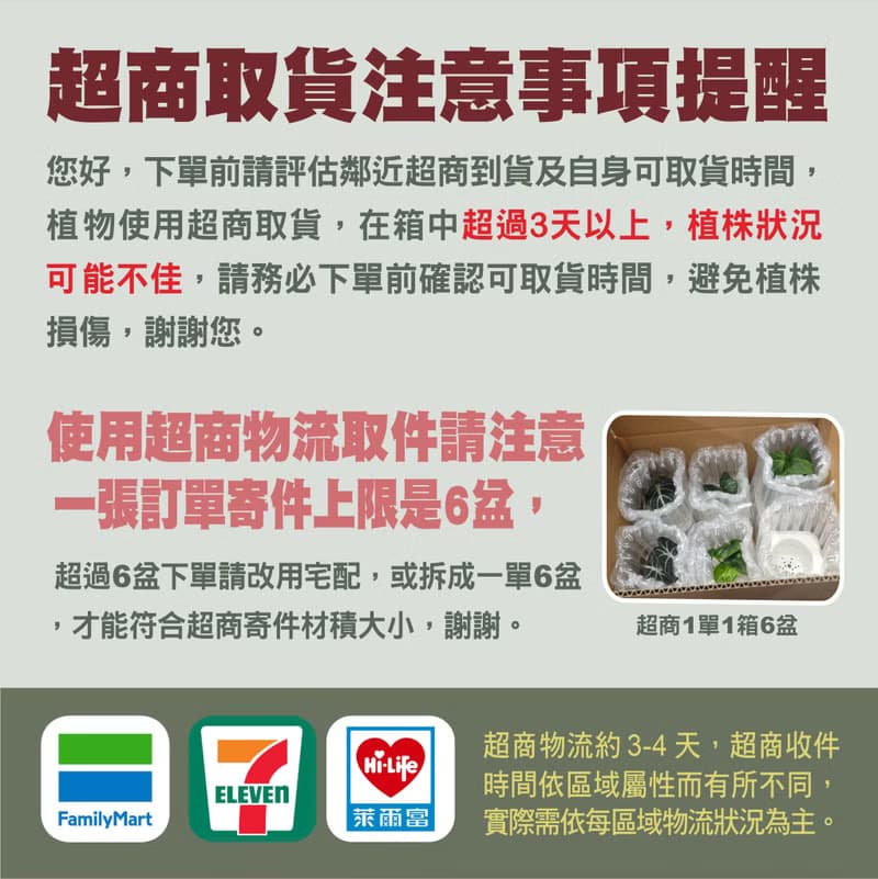 密葉波斯頓蕨 免澆水盆栽 室內植物 觀葉植物 禮物 辦公室小盆栽