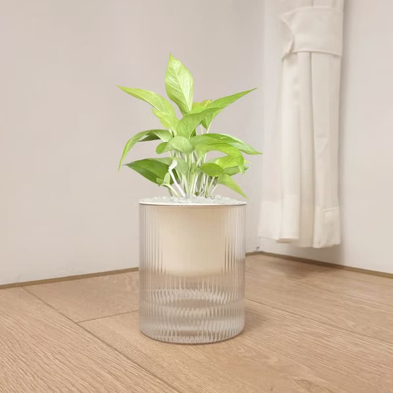 植栽 室內盆栽 陽光黃金葛 植物盆栽