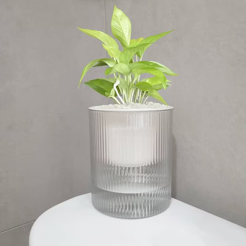 植栽 室內盆栽 陽光黃金葛 植物盆栽