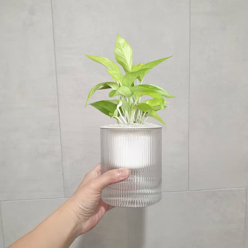 植栽 室內盆栽 陽光黃金葛 植物盆栽
