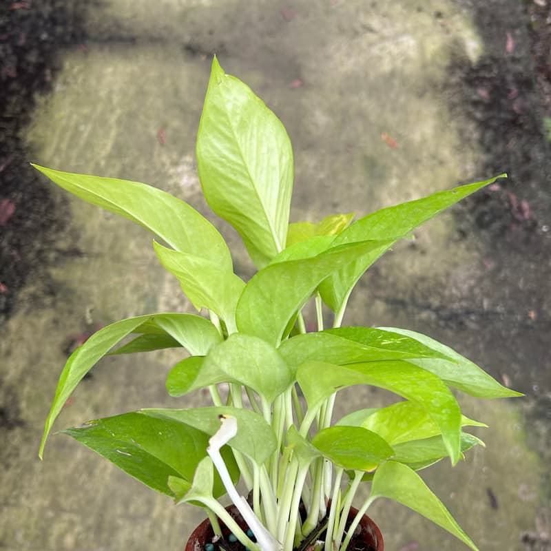 植栽 室內盆栽 陽光黃金葛 植物盆栽