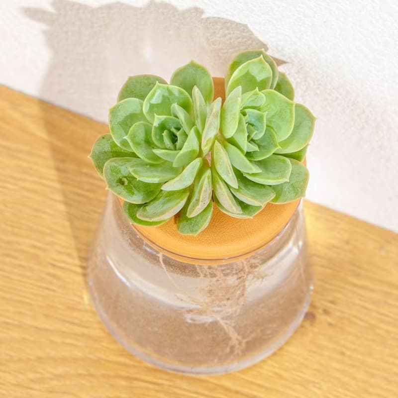月亮仙子 三角水耕盆栽 室內植物 觀葉植物 多肉植物水培 辦公室