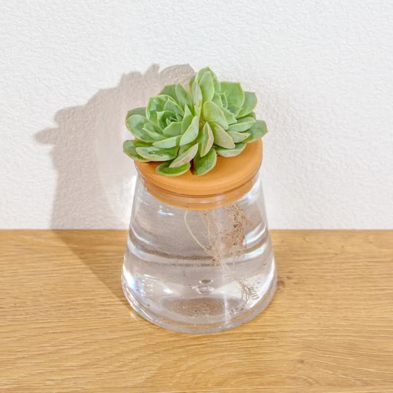 月亮仙子 三角水耕盆栽 室內植物 觀葉植物 多肉植物水培 辦公室