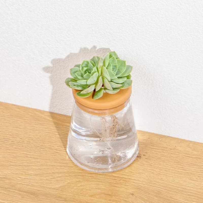 月亮仙子 三角水耕盆栽 室內植物 觀葉植物 多肉植物水培 辦公室